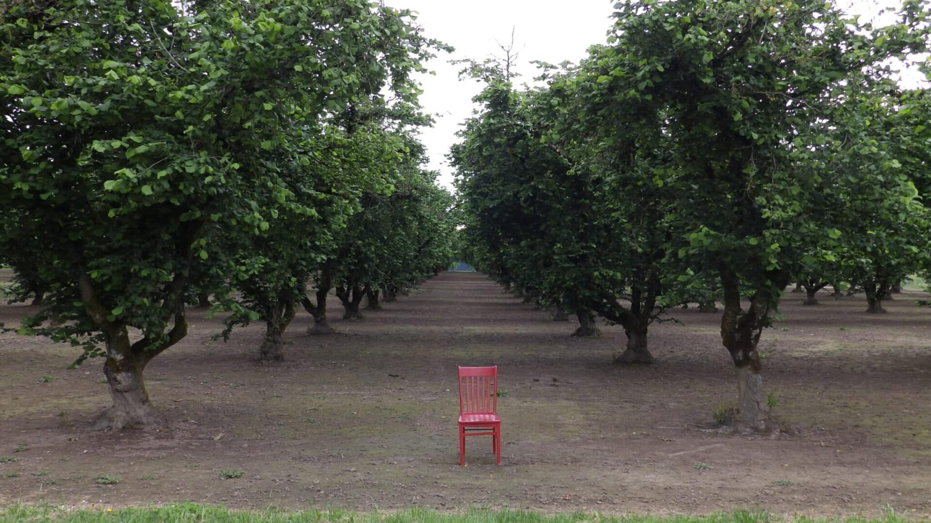Oregon Hazelnuts Red Chair Travels With Chehalem