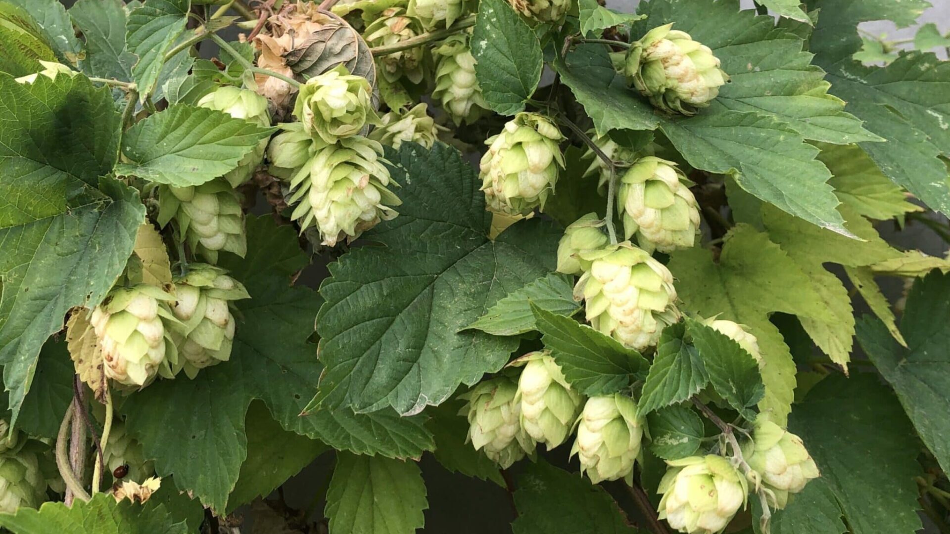 Oregon Hops on the vine