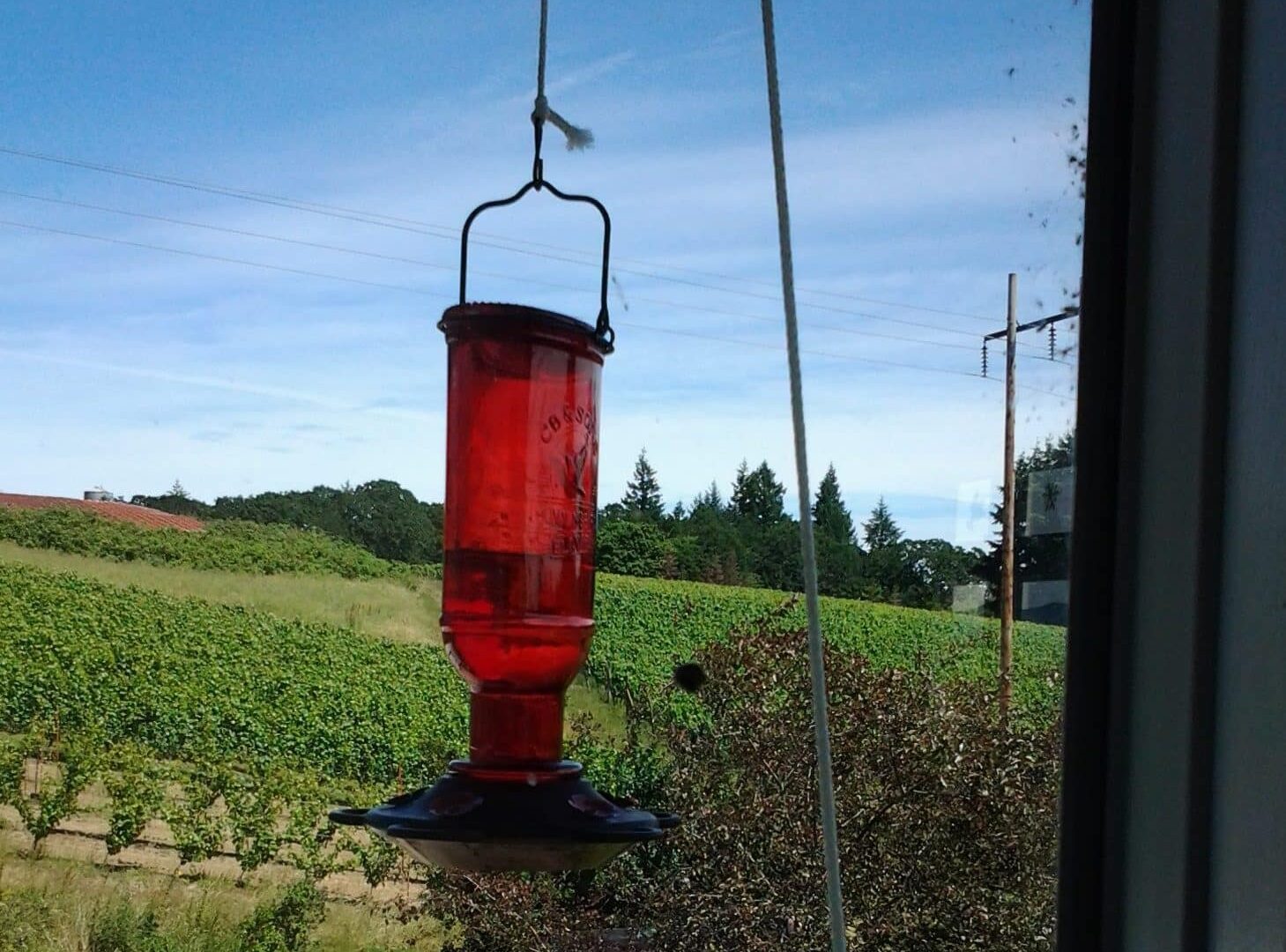 Hummingbird feeder at Yamhill Vineyards Bed and Breakfast