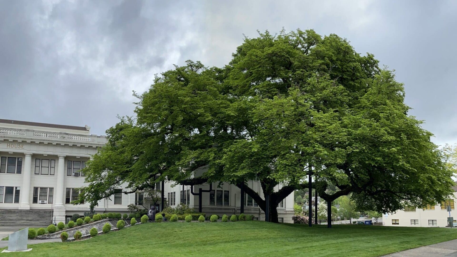 Courthouse Elm in Roseburg Oregon