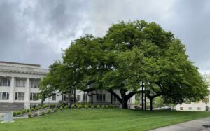 Courthouse Elm in Roseburg Oregon