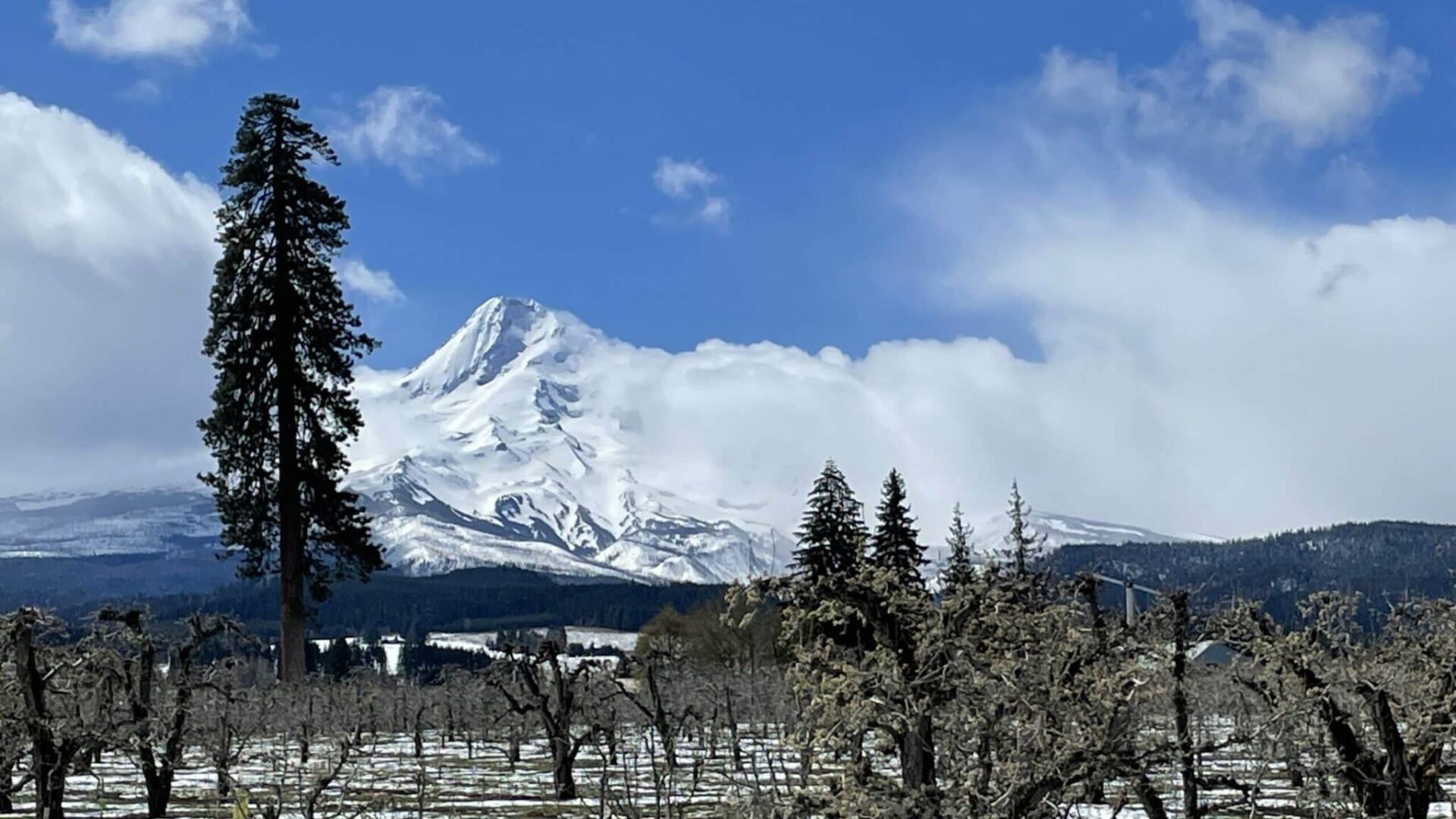 Parkdale Ponderosa Pine, Hood River Valley Orchards and Mt Hood