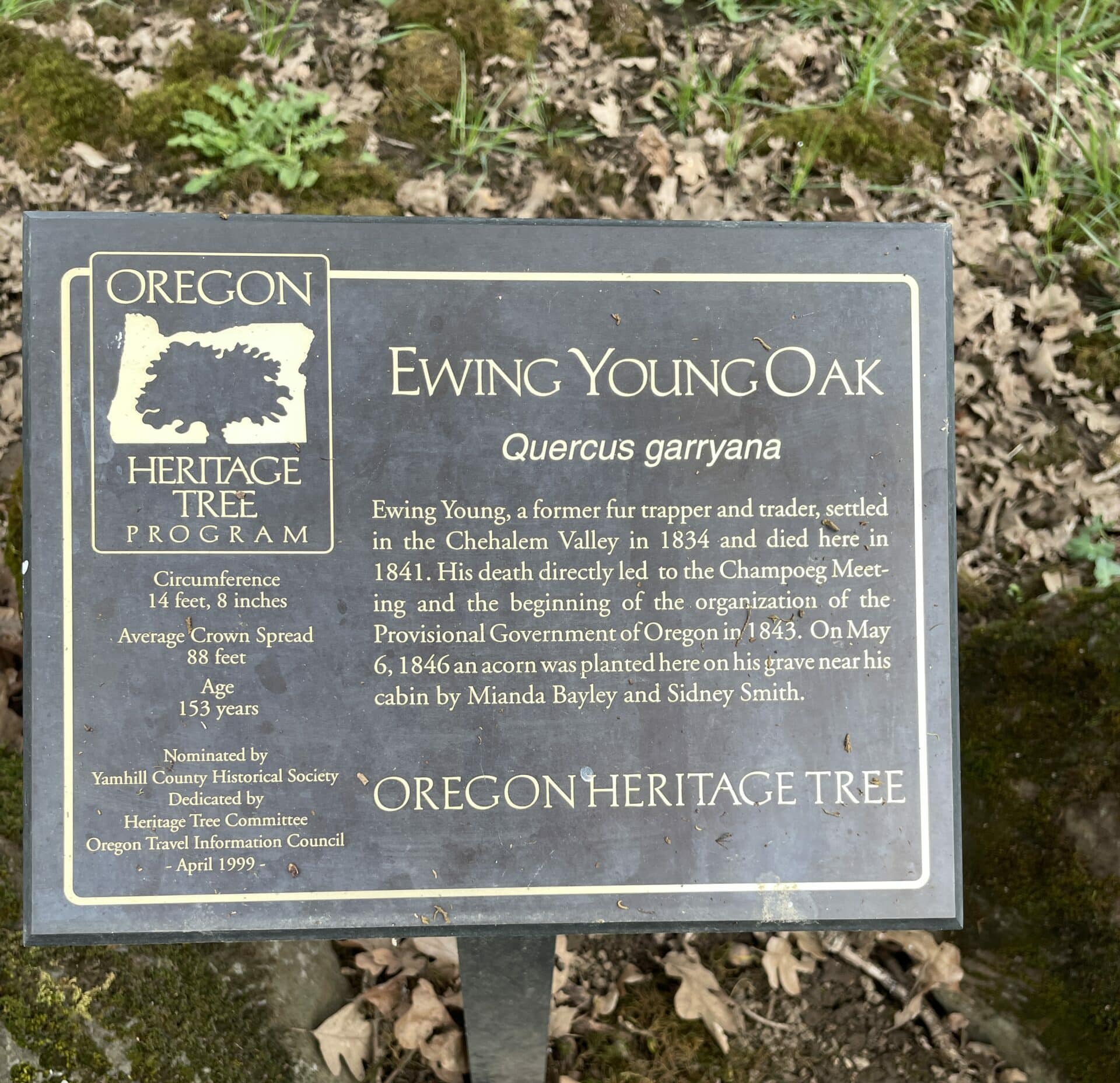 Ewing Young Oak in Oregon's Willamette Valley informational Plaque