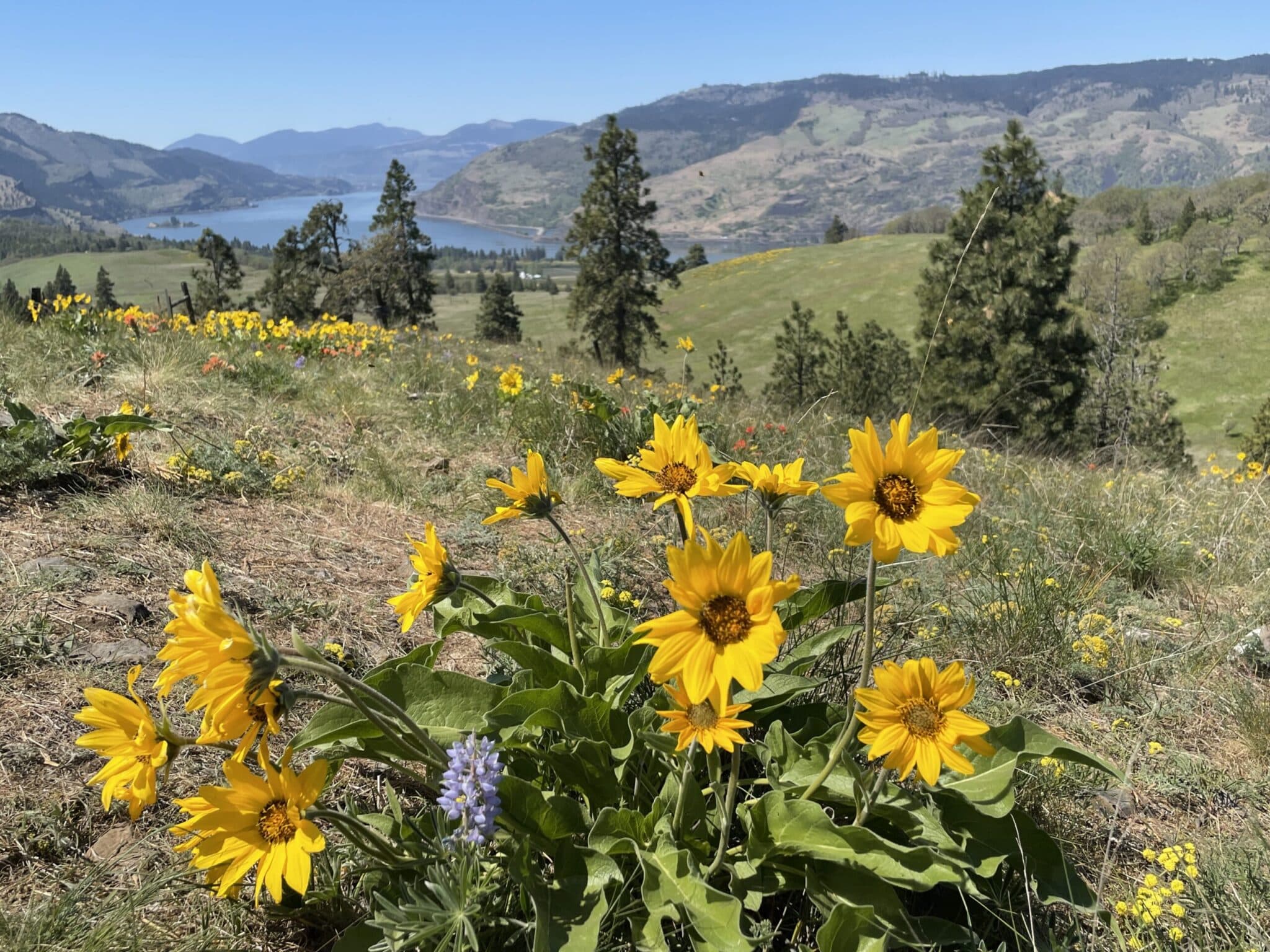 Balsonroot Flower and green hills above the Columbia River Gorge