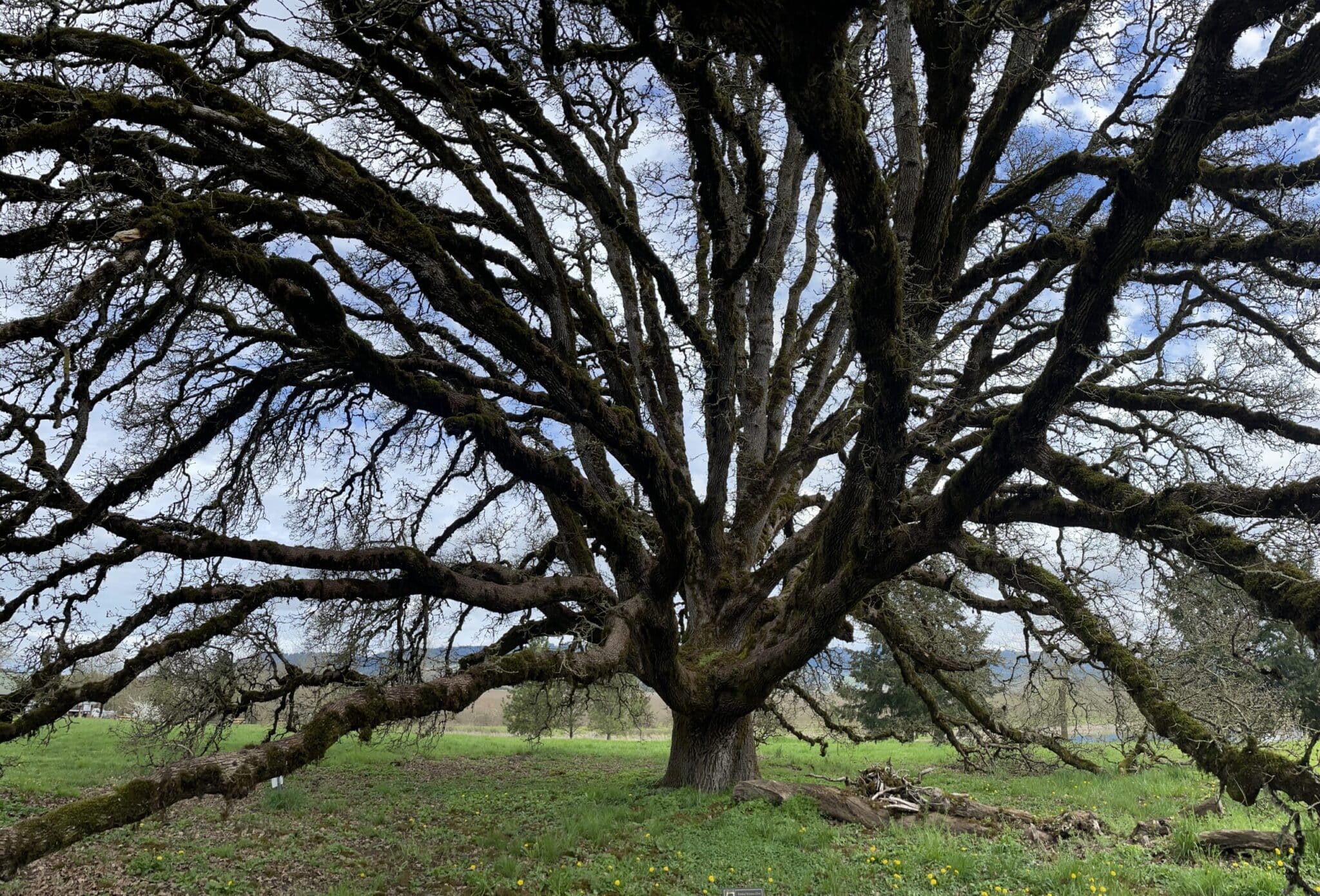 Ewing Young Oak in Oregon's Willamette Valley