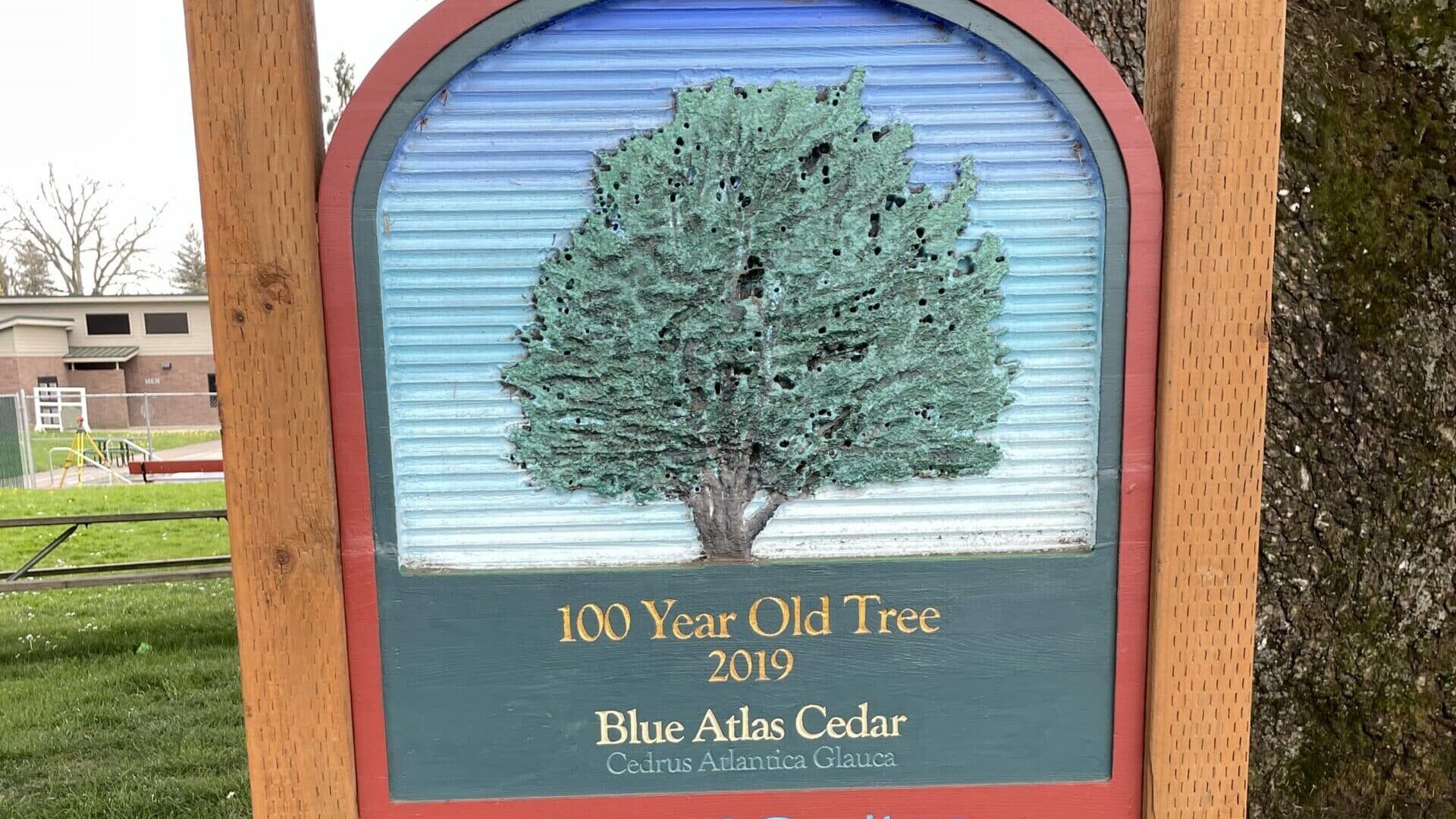 plaque Blue Atlas Cedar in Carlton Oregon