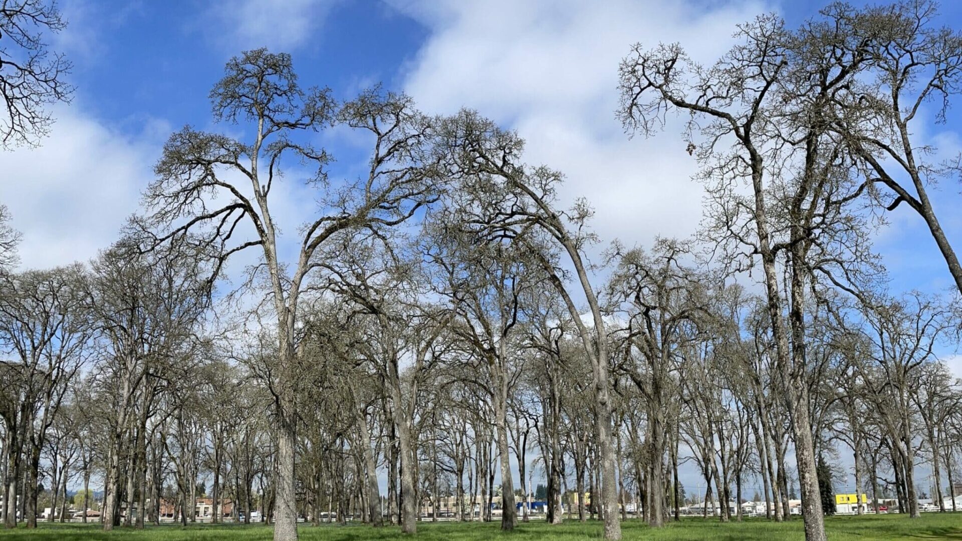 Oregon State Fairgrounds Oak Grove