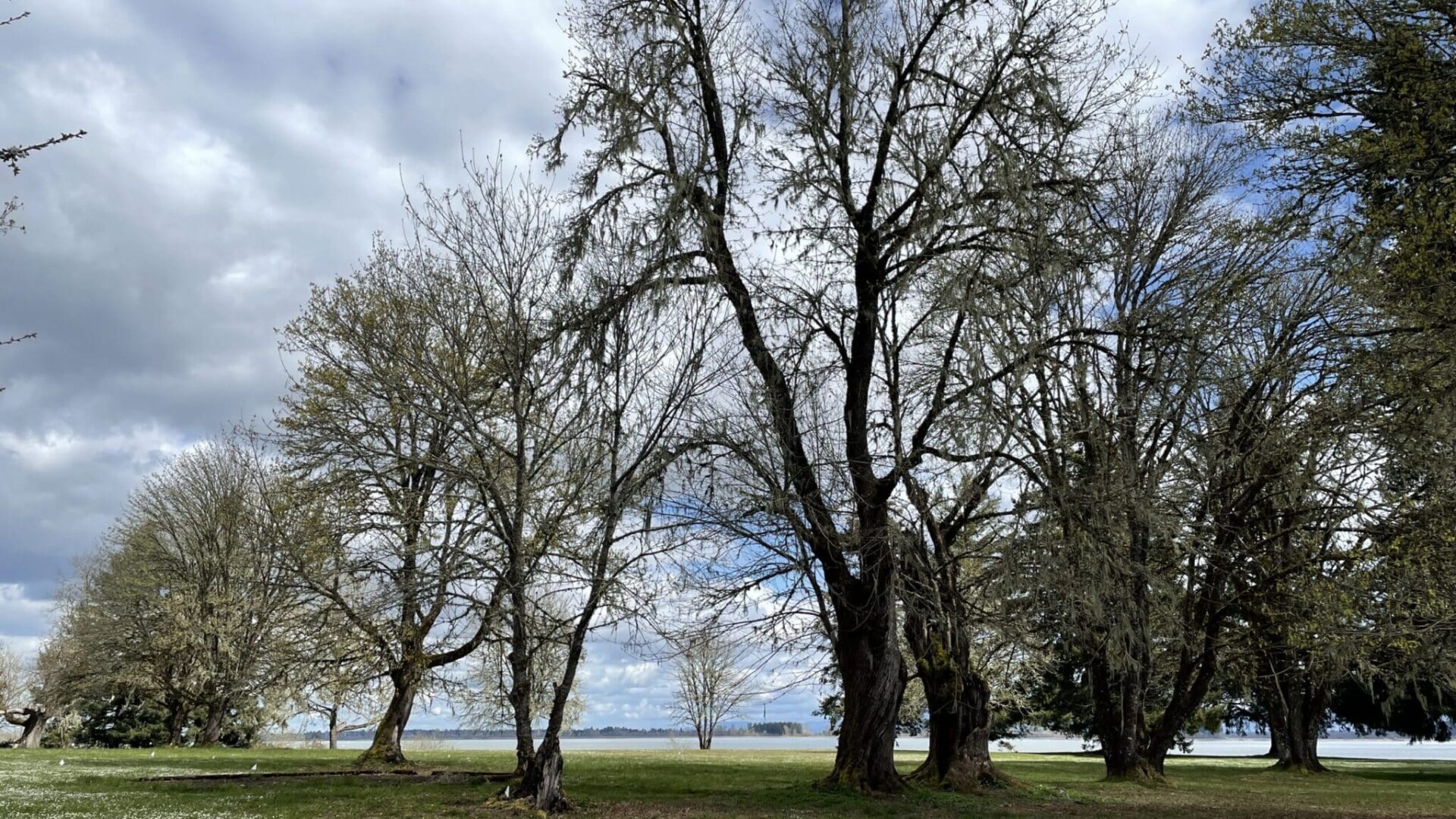 Ellmaker Grove - Ellmaker Oak, Maple Row and Incense Cedar