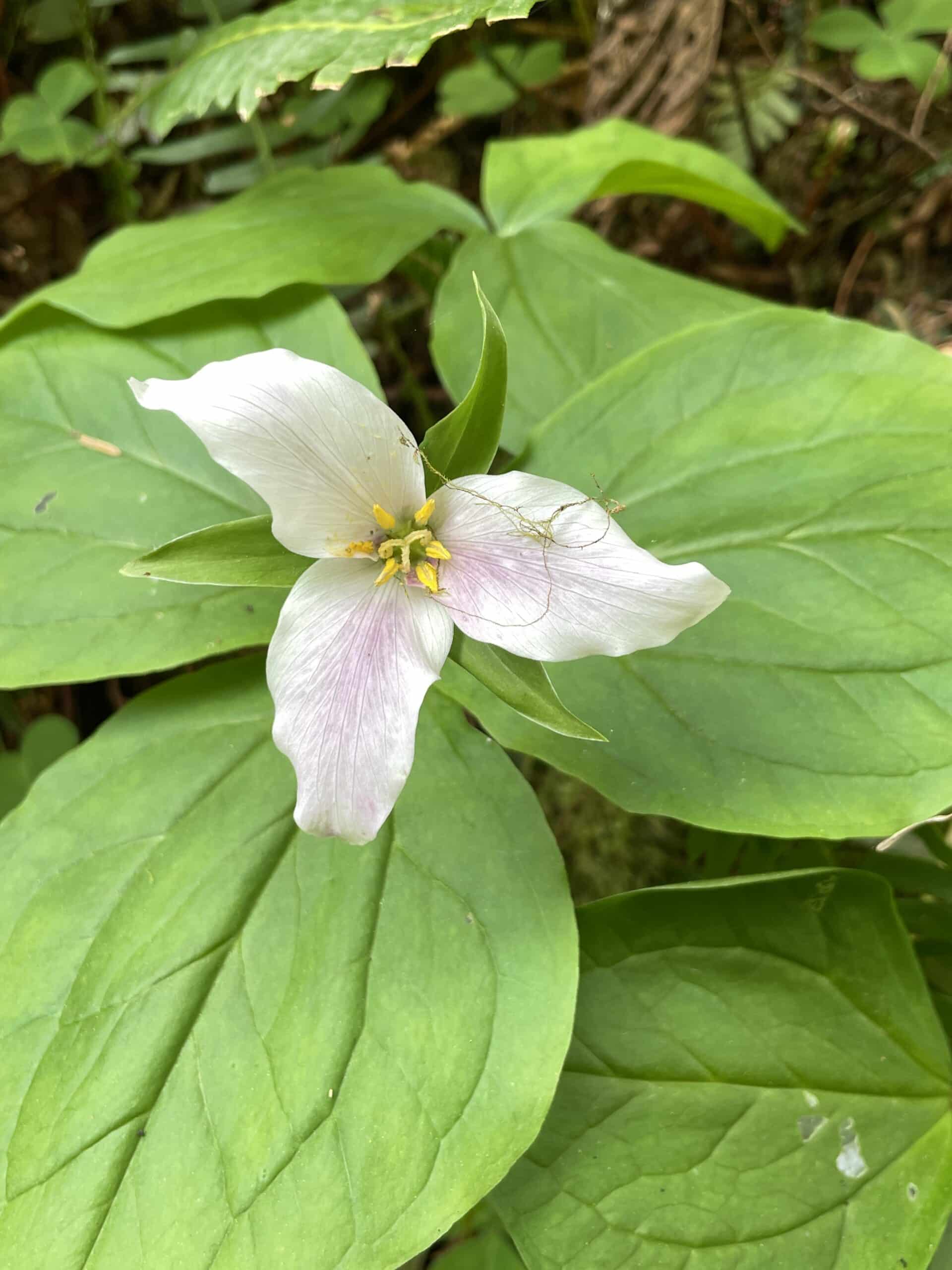 a single trillium flower with large green leaves