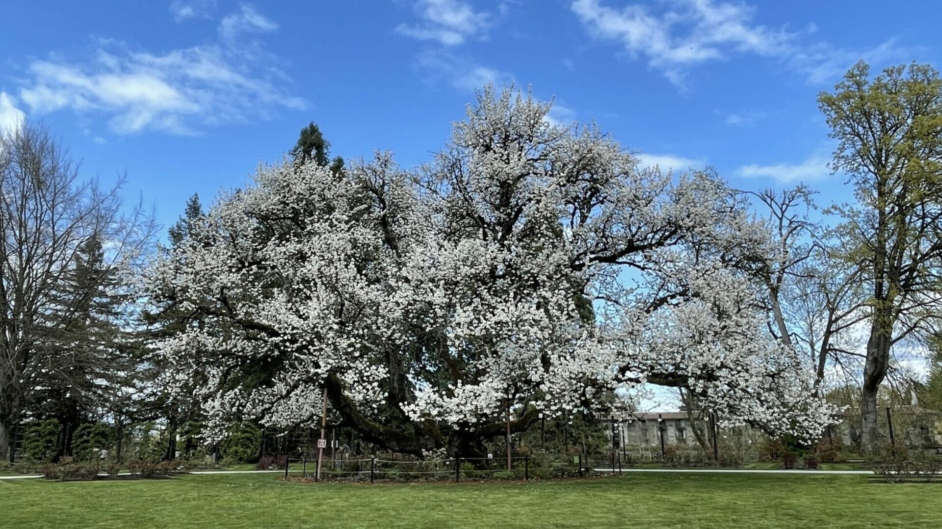 The Owen Cherry an Oregon Heritage Tree in full bloom