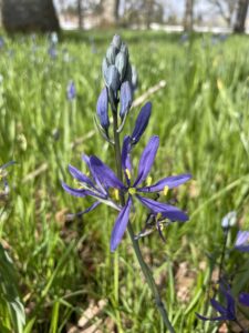 Small Camas