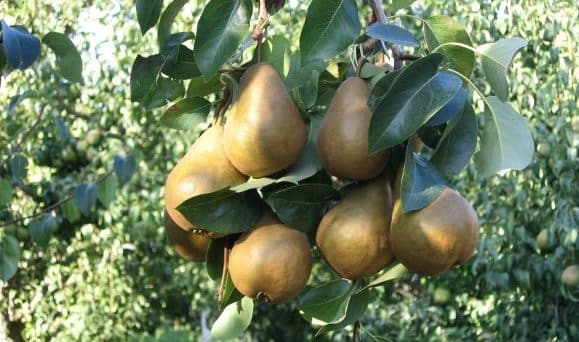 Bosc Pears on the trees in the Hood River Valley