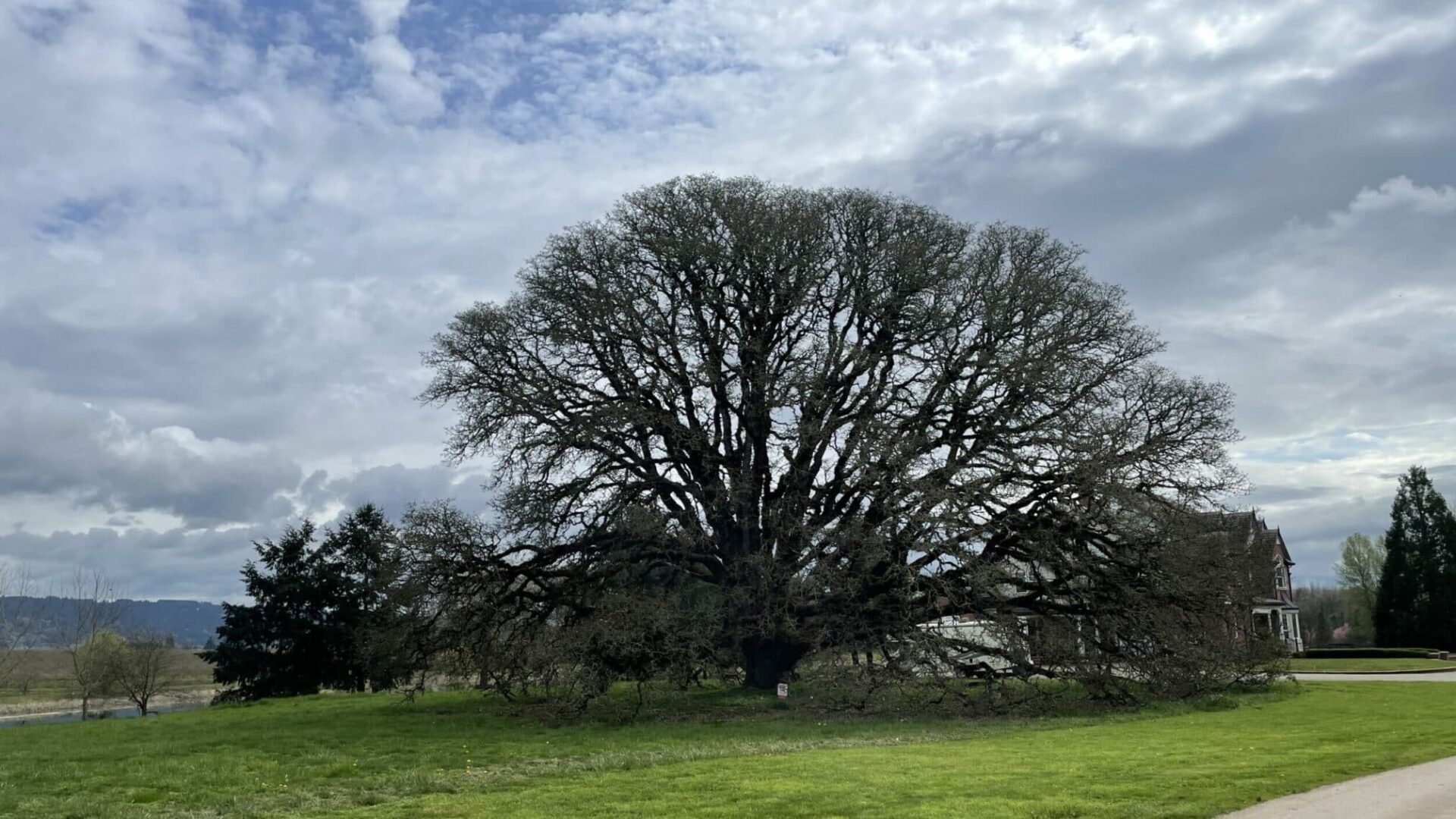 Ewing Young Oak in Oregon's Willamette Valley