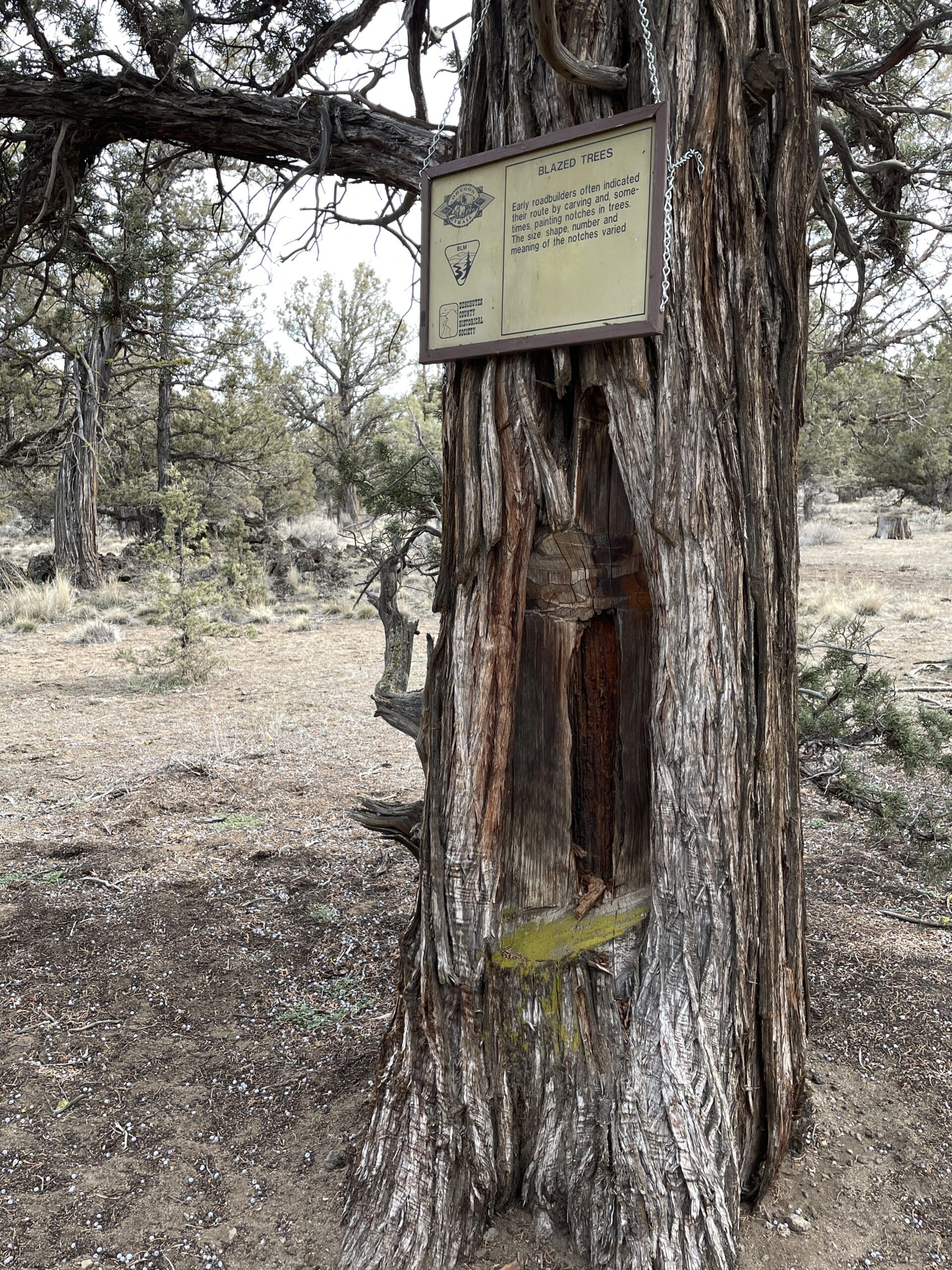 Huntington Wagon Road Junipers