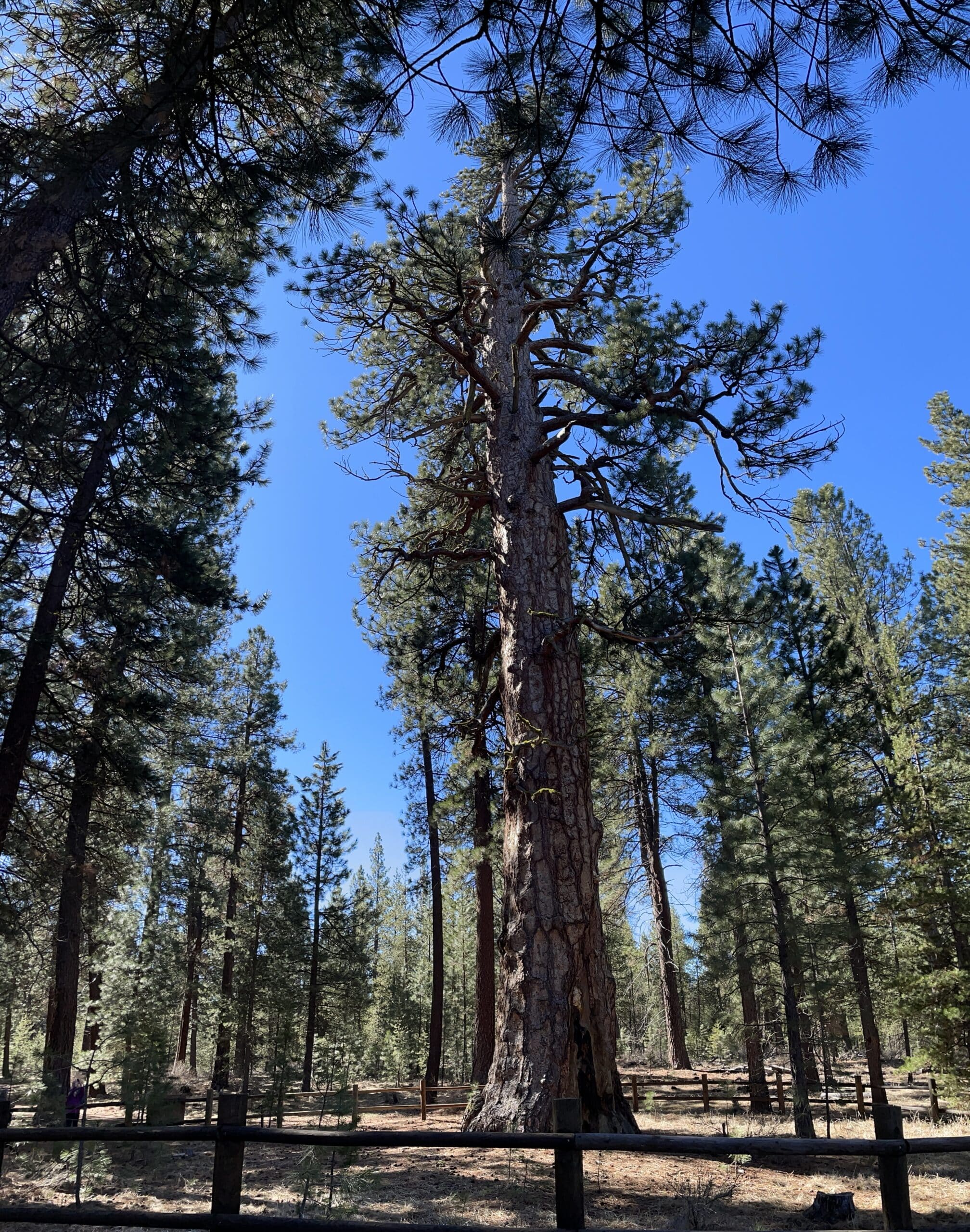 Big Tree - The Biggest Ponderosa Pine ever Recorded