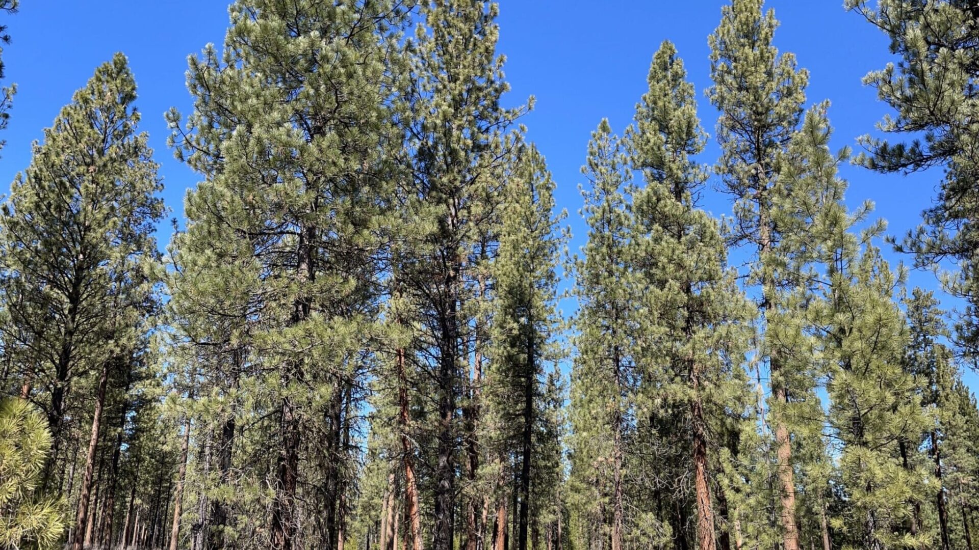 Ponderosa Pine forest