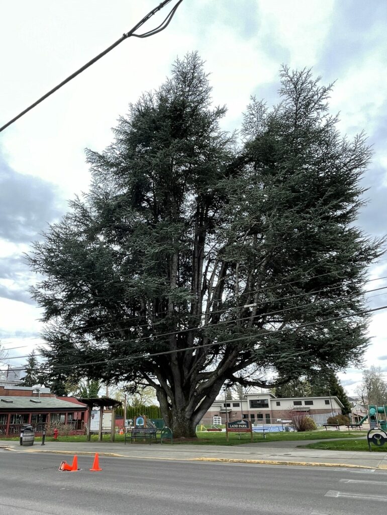 Blue Atlas Cedar in Carlton Oregon
