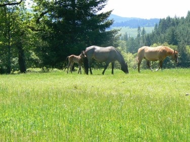 Airlie Farm horse grazing in a green pasture