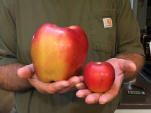 A Hanners Jumbo and a smaller apple in a man's hands