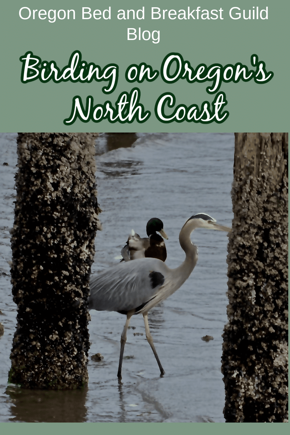 Great Blue Heron and Mallard duck between pier pilings 