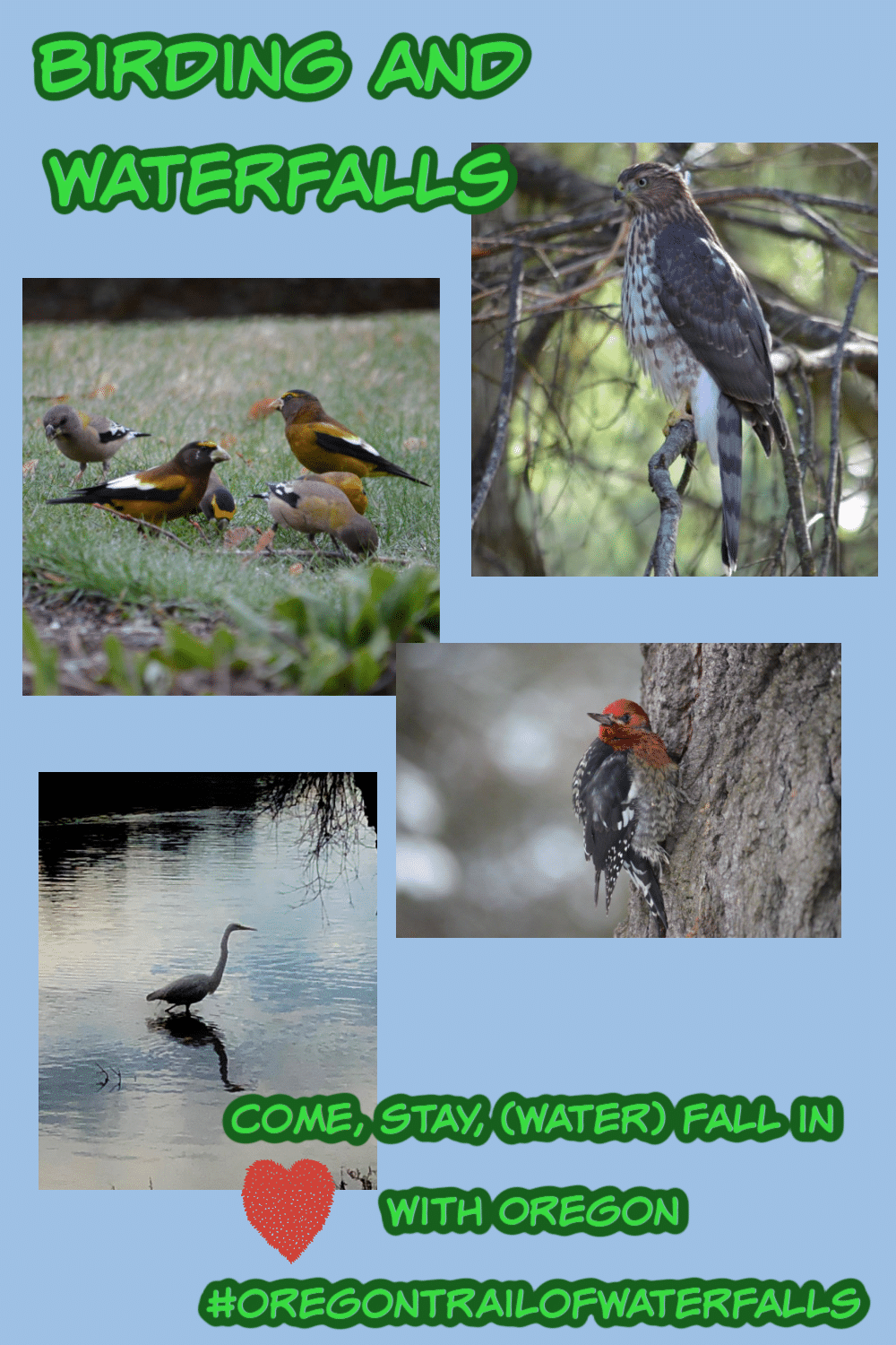Pinterest pin for birding and waterfalls with 4 birds