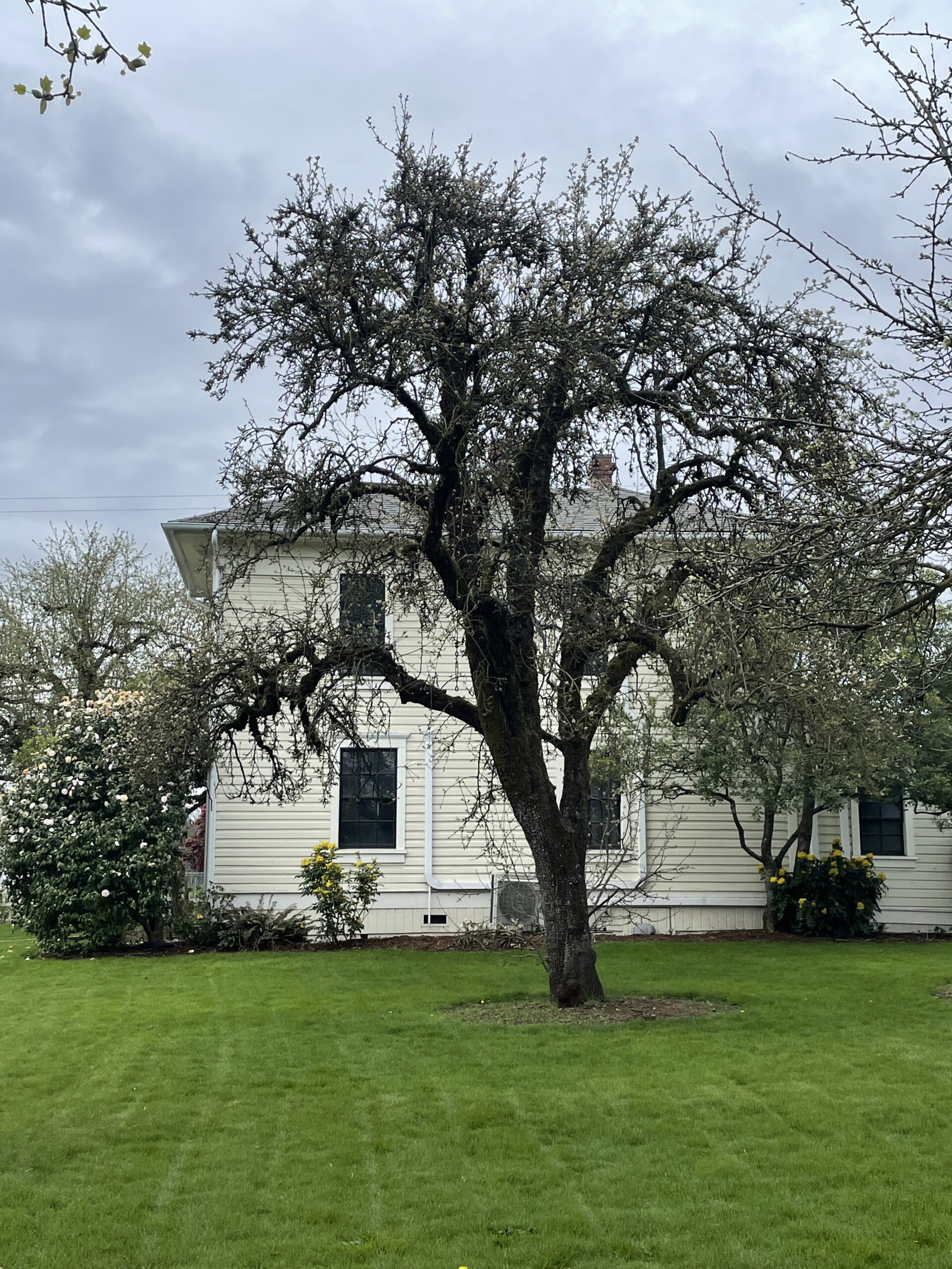 Hoover-Minthorn House and the Hoover-Minthorn Pear Heritage Tree