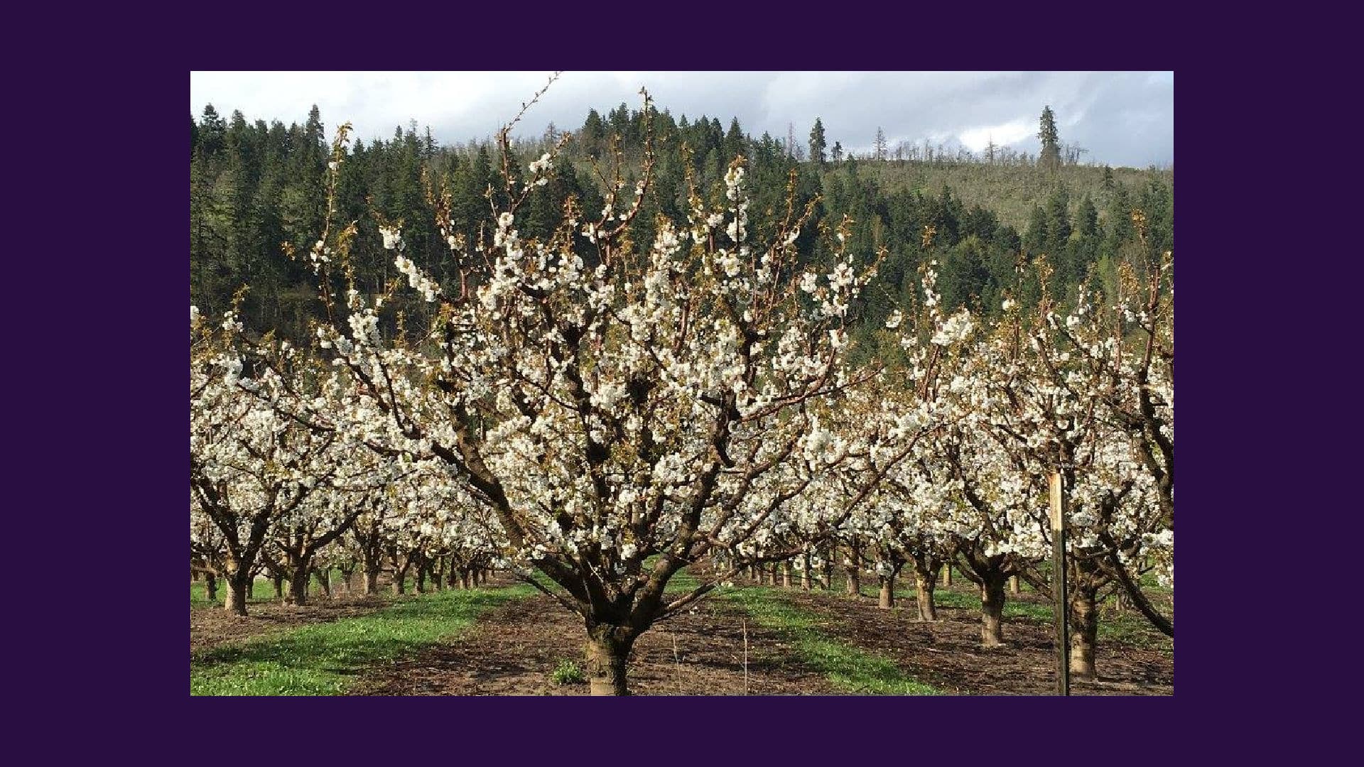 Cherry Orchard in Bloom