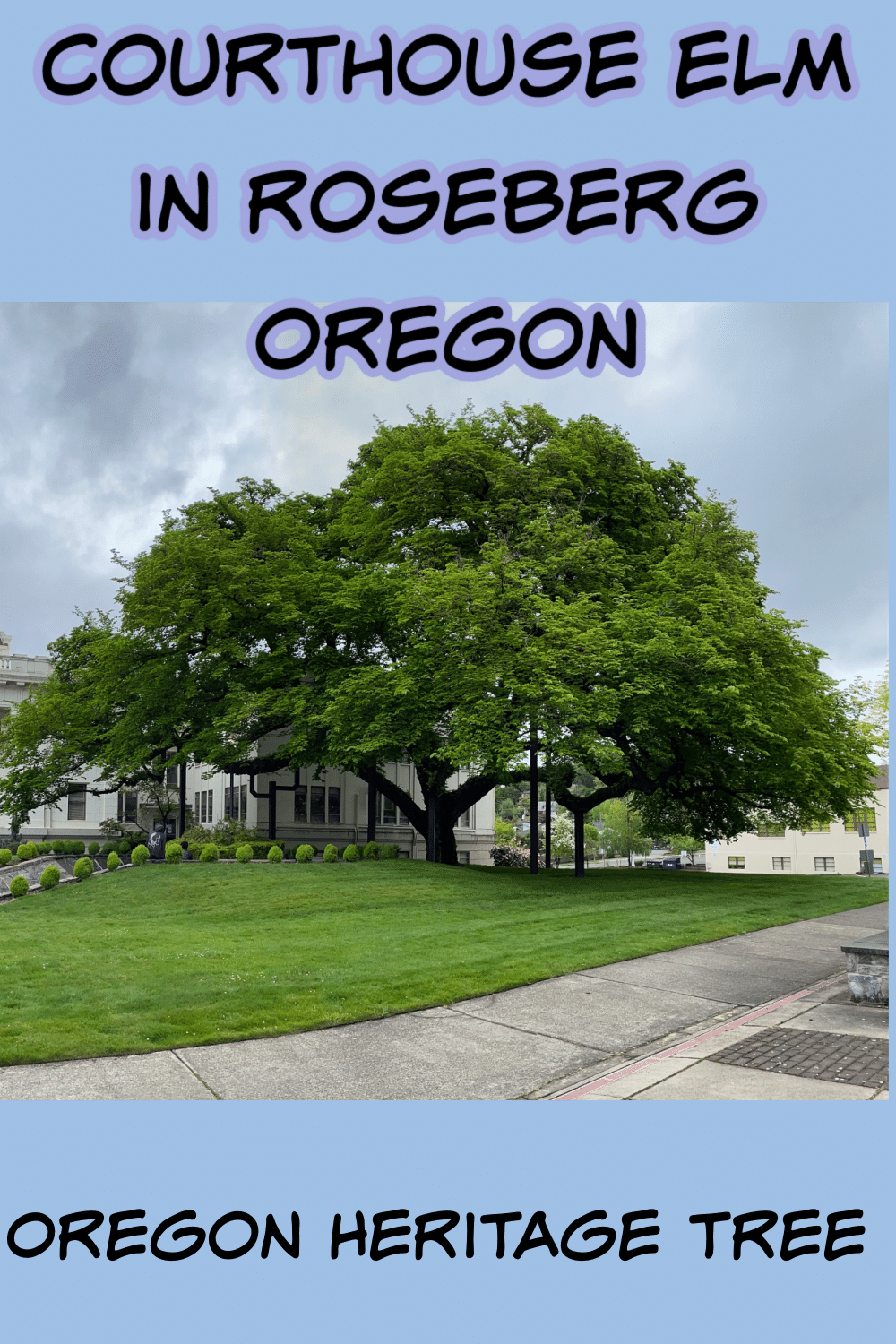 pinterest pin of the Courthouse Elm in Roseburg Oregon