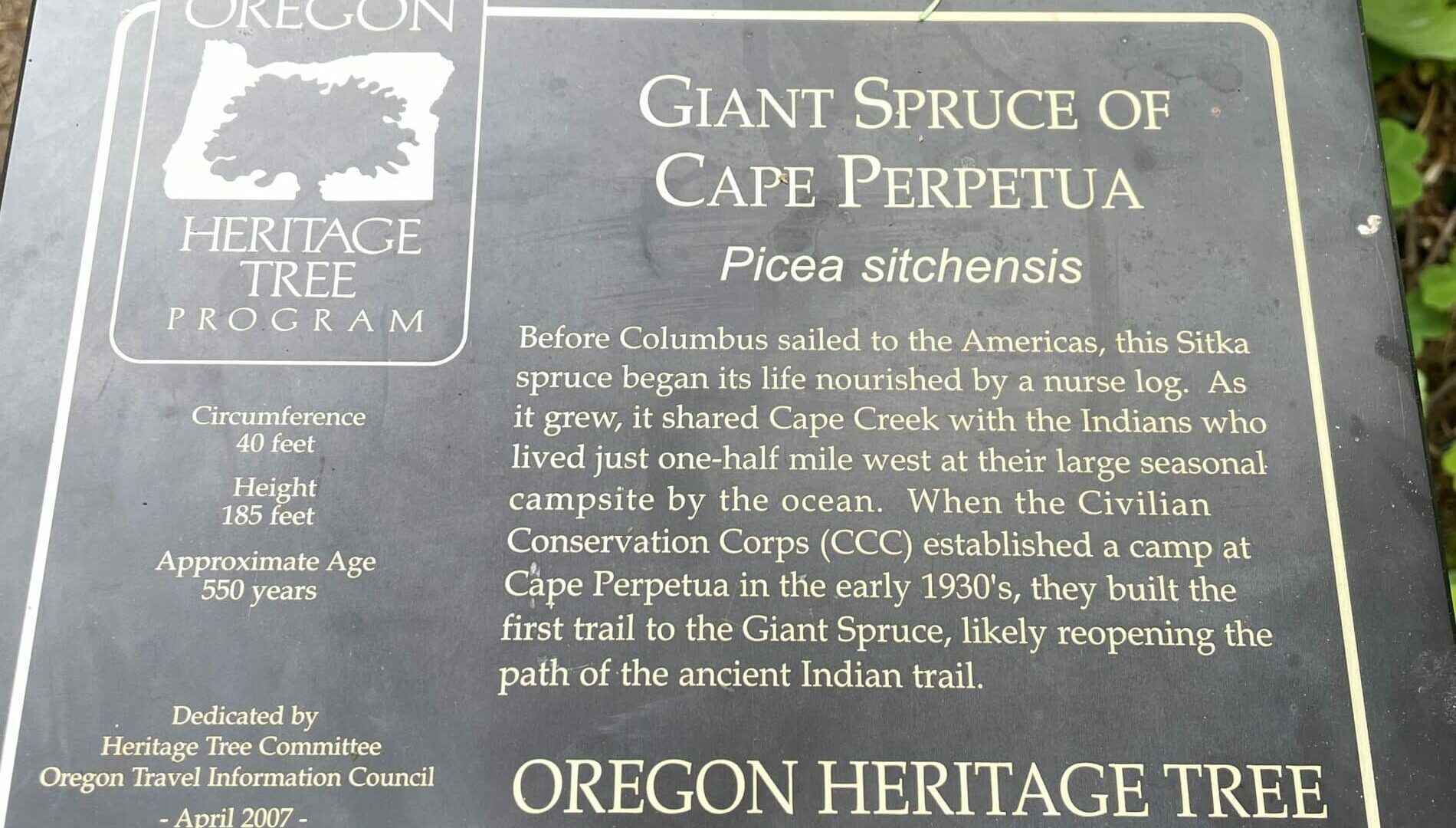 Giant Spruce of Cape Perpetua on the Oregon Coast informational plaque