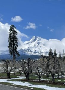 Parkdale Ponderosa Pine, Hood River Valley Orchards and Mt Hood