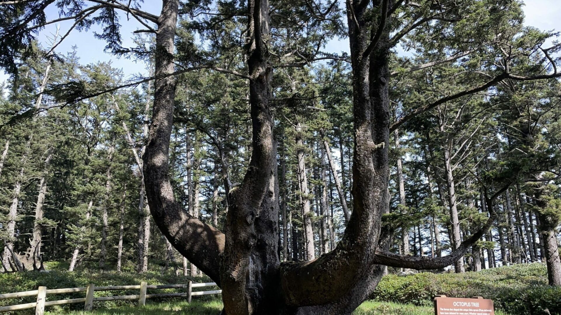 Octopus Tree a Giant Multi Trucked Heritage Tree