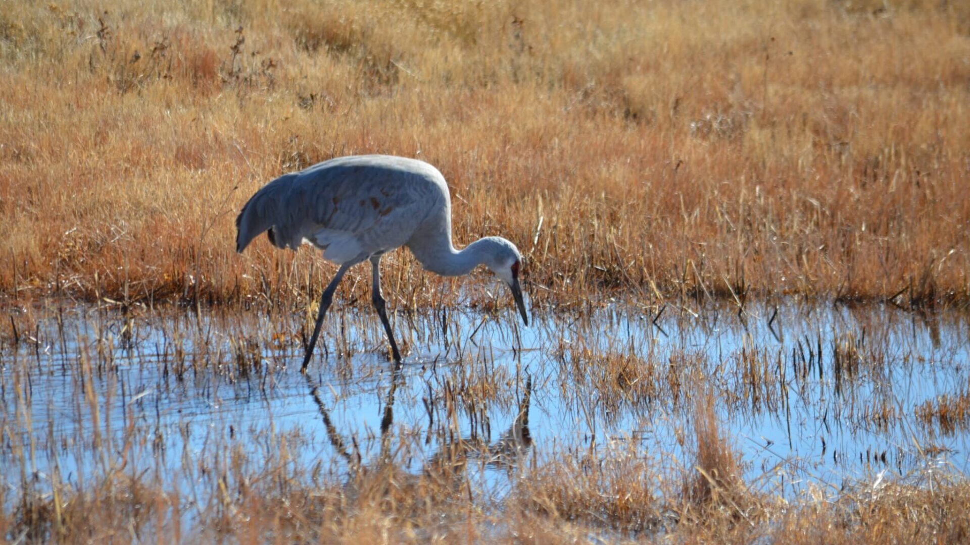 Sandhill Crane Oregon Bird Watching Adventures in the Willamette Valley