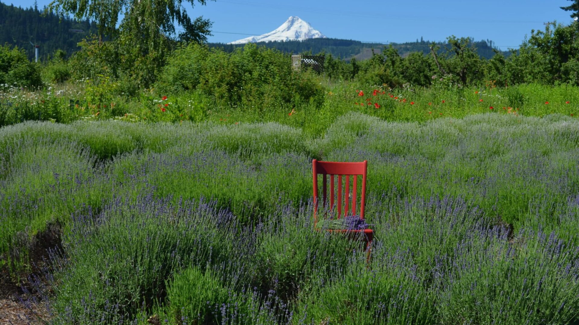 Lavender Fields with Majestic Mt Hood Views