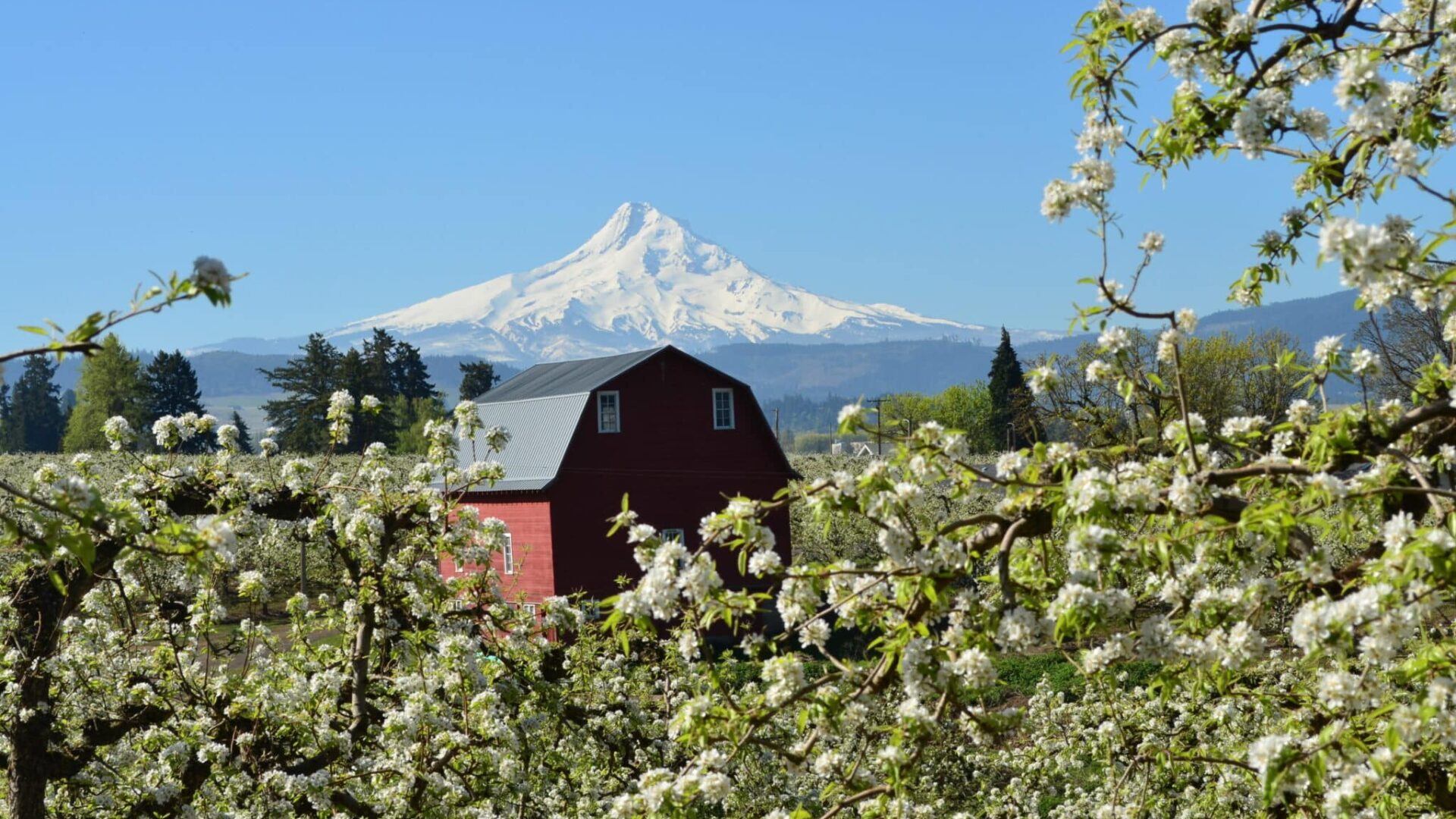 Red Barn surrounded by Pear Orchards in Bloom and Mt Hood