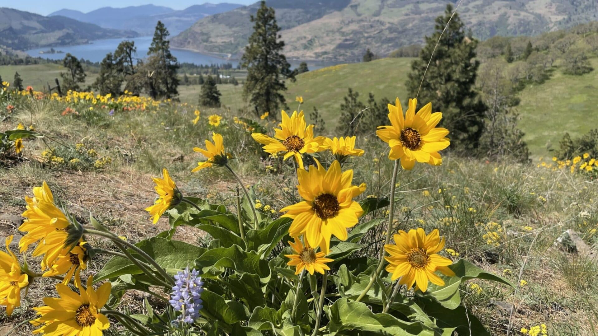 Columbia Gorge Wildflowers Balsamroot