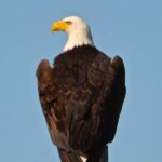 a great Bald Eagle against a blue sky