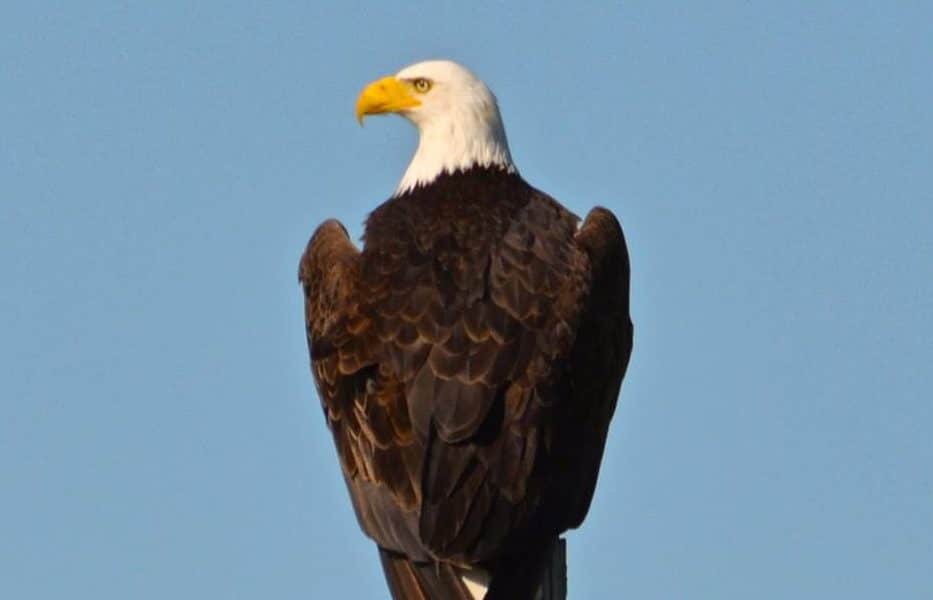 a great Bald Eagle against a blue sky