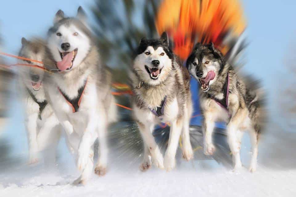 Sled Dogs running, pulling a sled