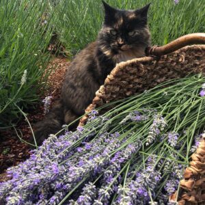a brown cat sitting in lavender with basket of cut lavender