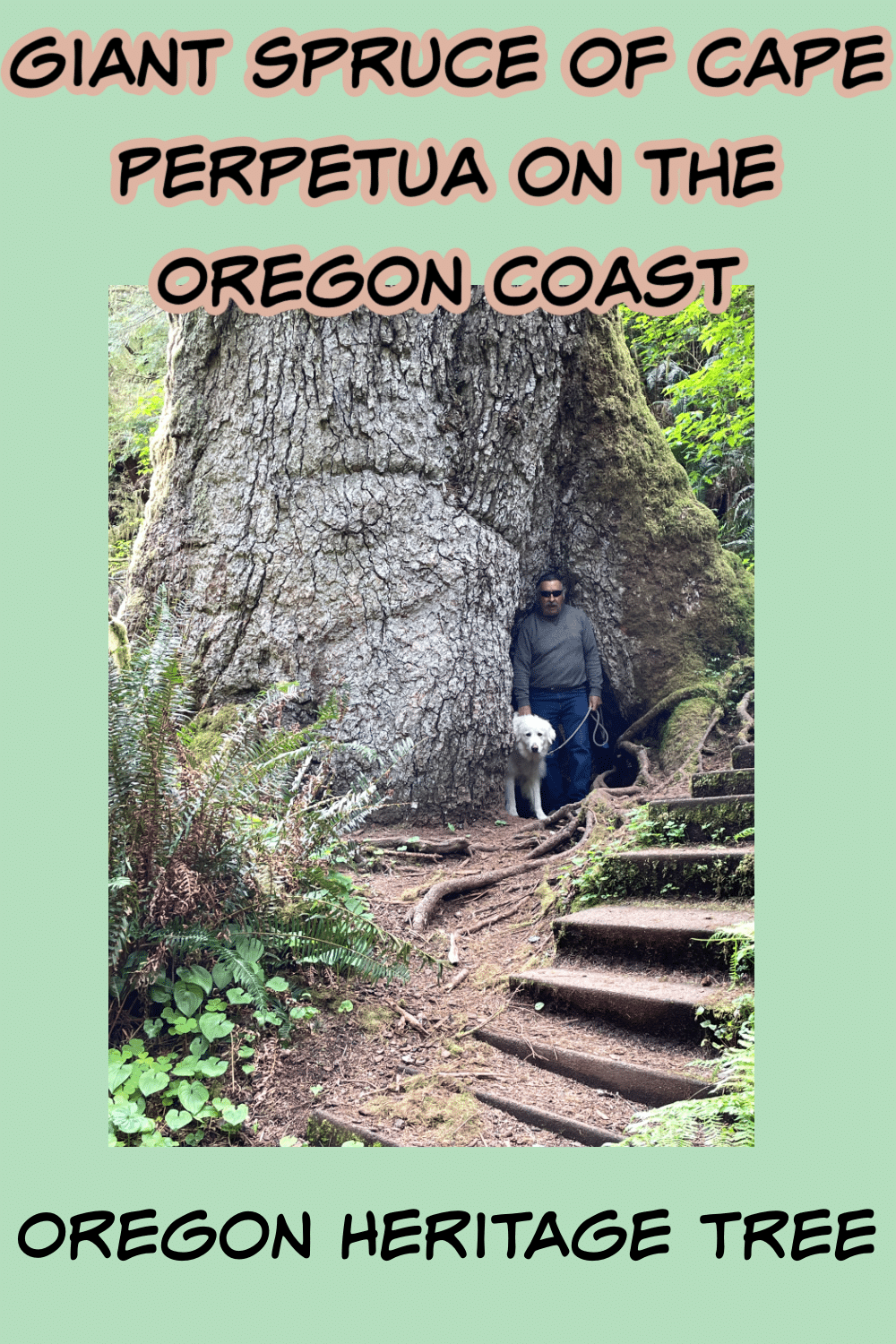 Giant Spruce of Cape Perpetua on the Oregon Coast pin
