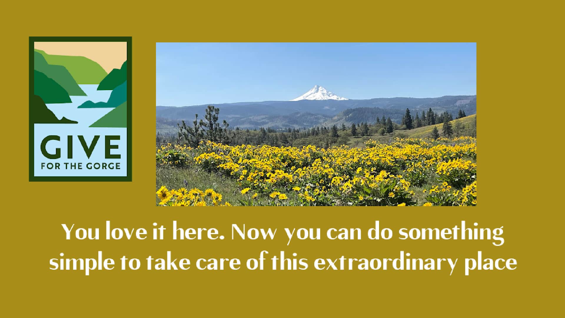 Mt Hood behind field of balsamroot. Give for the Gorge Banner and Logo