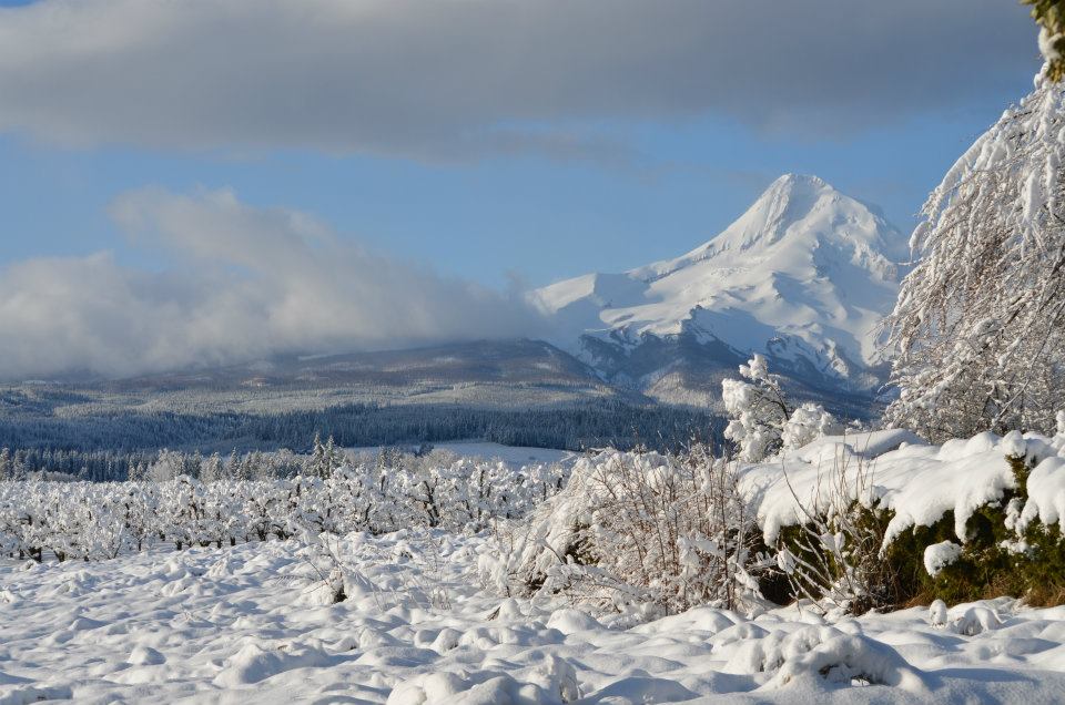 Snow covered orchards, Mt Hood and a blue sky with low clouds