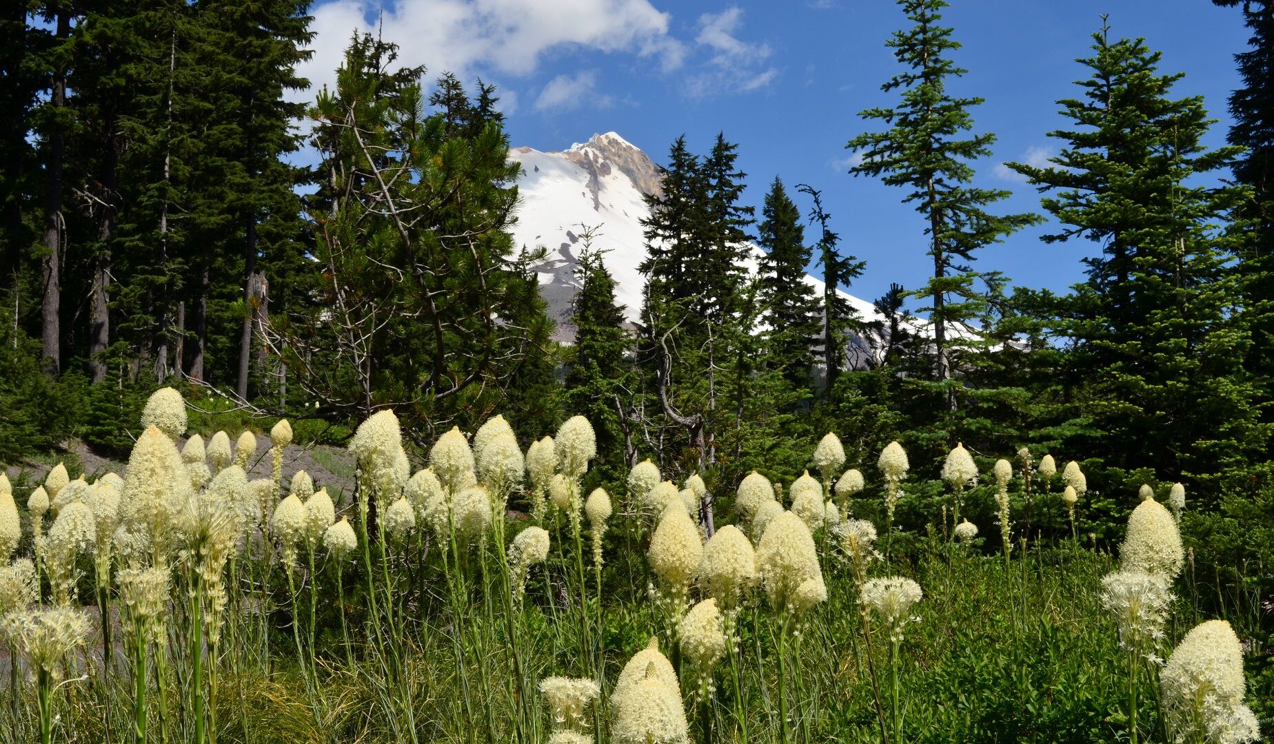 Bear Grass bloom and Mt Hood