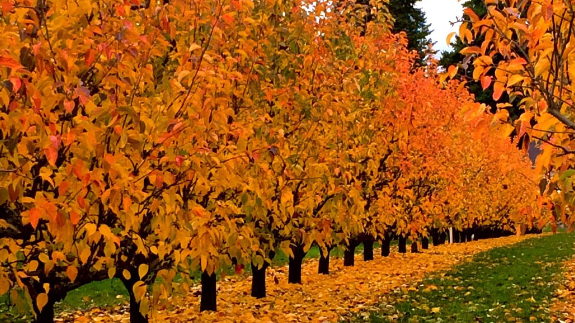 Vibrant orange Pear trees in the hood River Valley