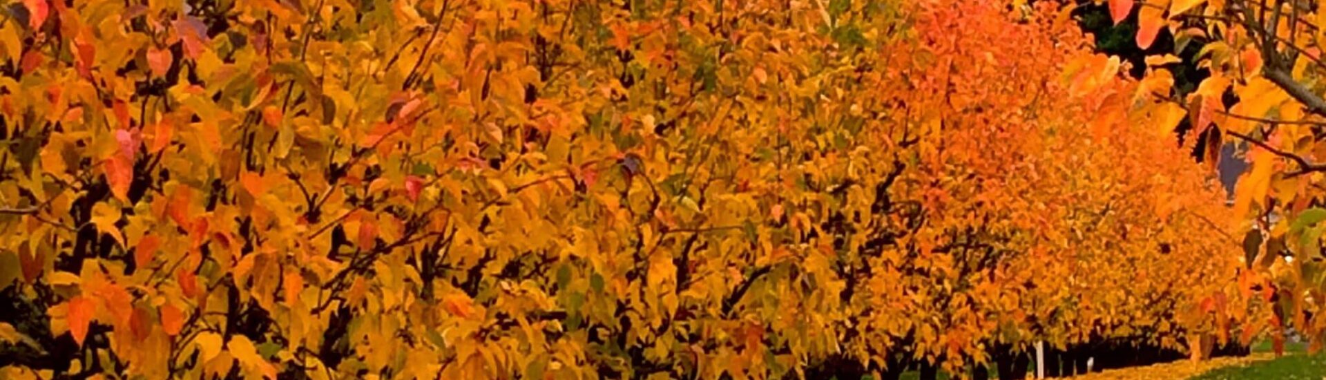 Vibrant orange Pear trees in the hood River Valley