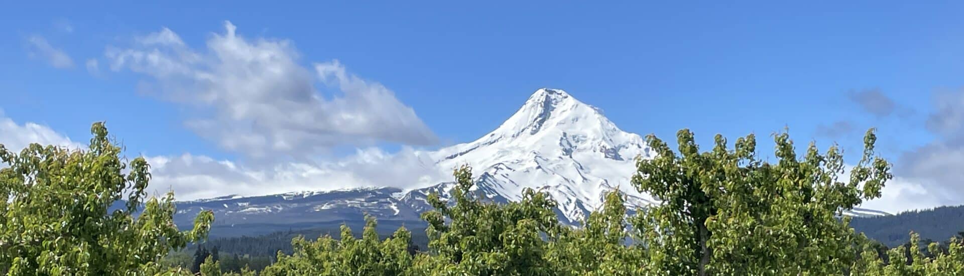 Brillant Mt Hood as a pear orchard backdrop