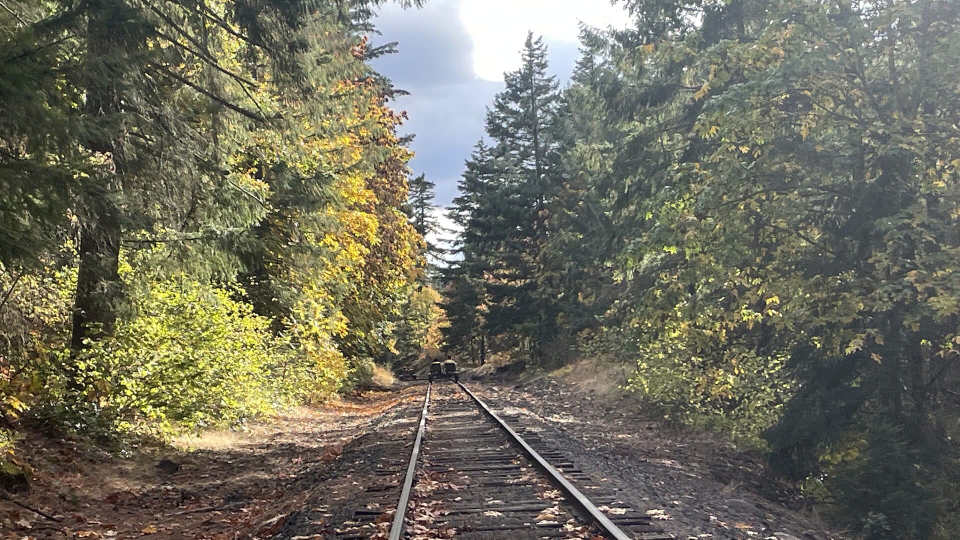 Mount Hood Railbikes traveling through fall forest