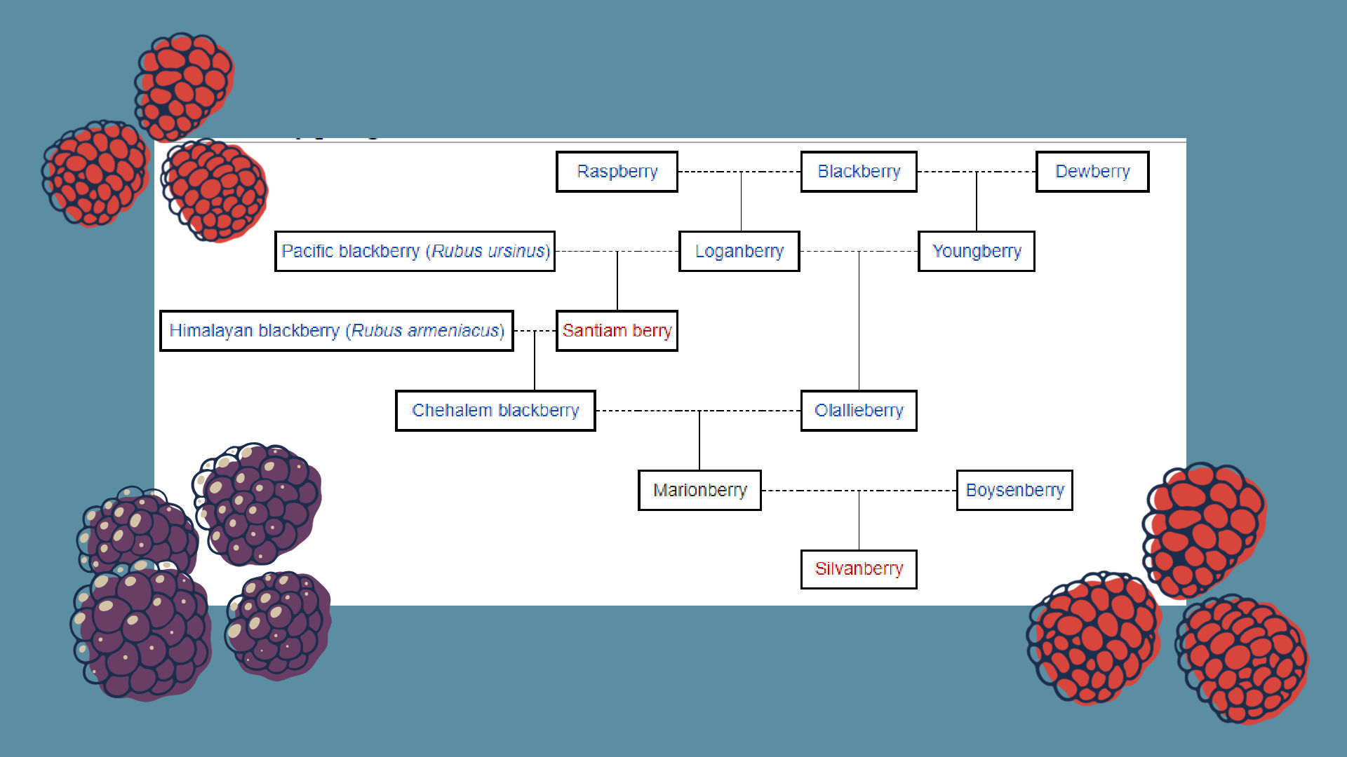 Marionberry Pedigree banner