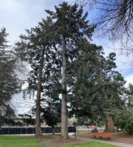 Moon Tree in State Park Park in Salem Oregon