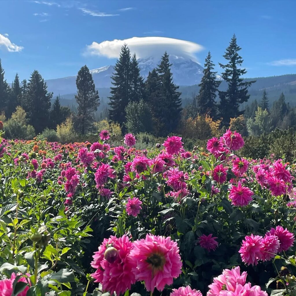 dark pink dahlias with a clouded mt hood